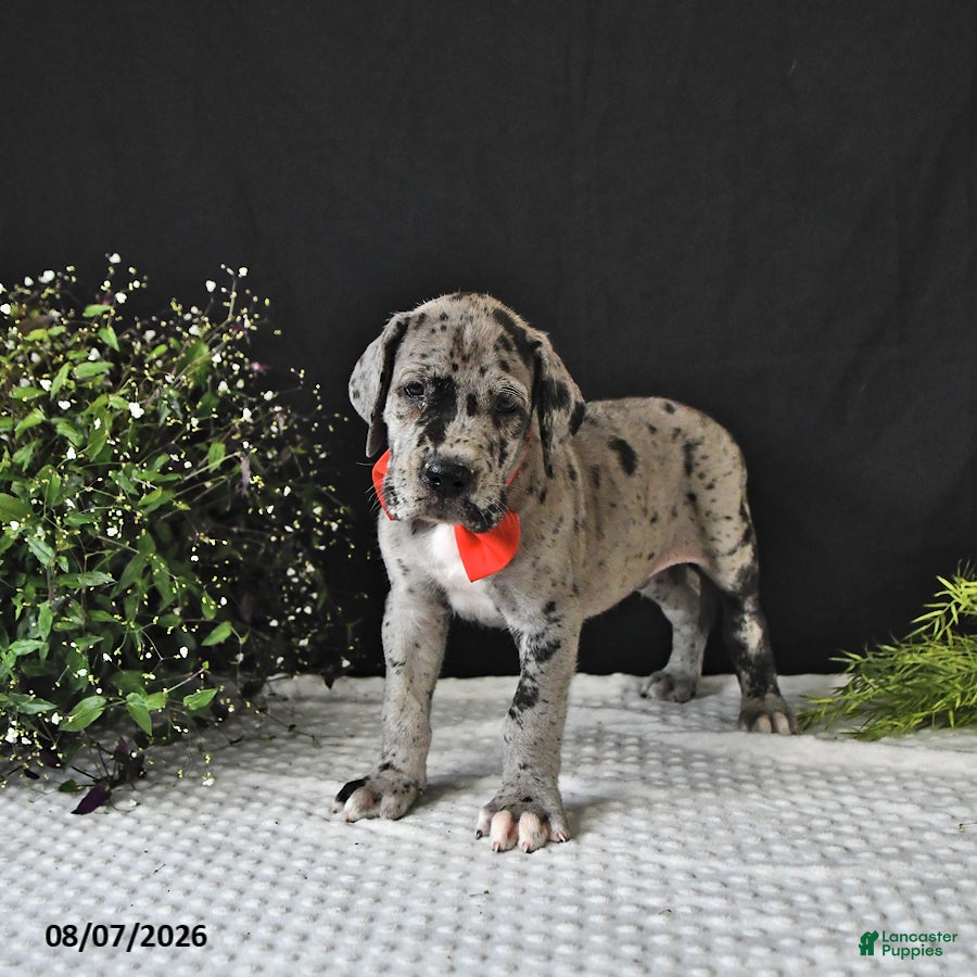 Great Dane dogs Jax - Ad 2