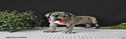 Great Dane dogs for sale: Jax - Ad 2