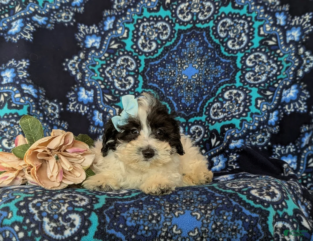 Maltipoo dogs for sale: Destiny - Ad 5