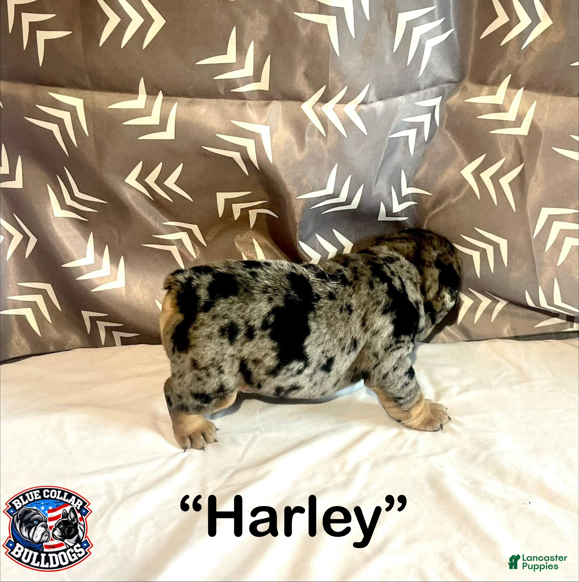 English Bulldog dogs for sale: English Bulldog Puppy - Harley - Ad 8