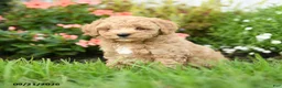 Toy Poodle dogs for sale: Chewy - Ad 3