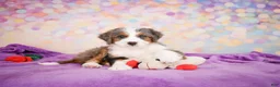 Mini Bernedoodle dogs for sale: Sammy - Ad 3