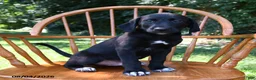 Mixed Breed dogs for sale: Spot - Ad 3