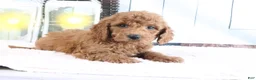 Mini Goldendoodle dogs for sale: Murphy - Ad 3