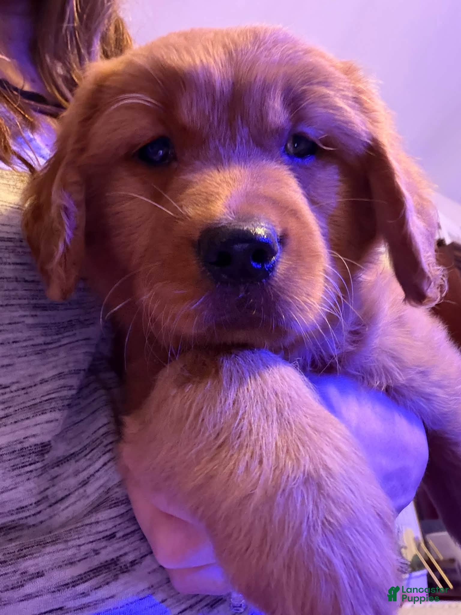 Golden Retriever dogs for sale: Girl 4 - Ad 2