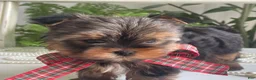 Yorkshire Terrier dogs for sale: Cody - Ad 3
