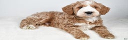 Labradoodle dogs for sale: Nash - Ad 4