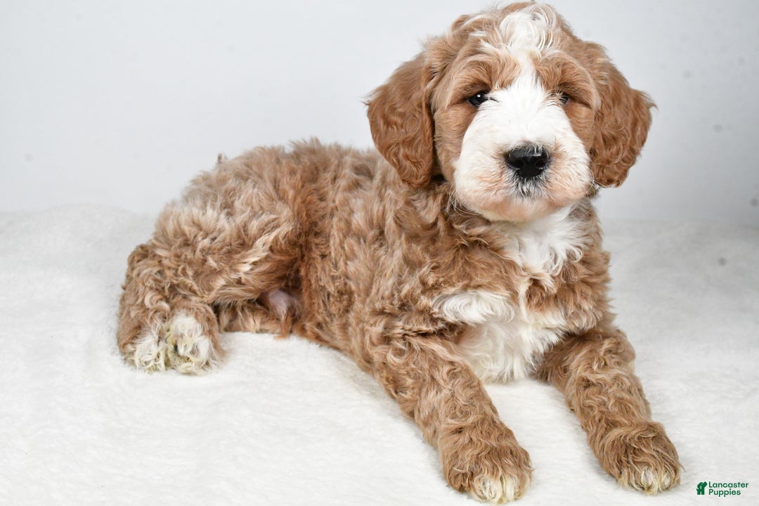 Labradoodle dogs for sale: Nash - Ad 4