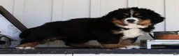 Bernese Mountain Dog dogs for sale: Charlie - Ad 2