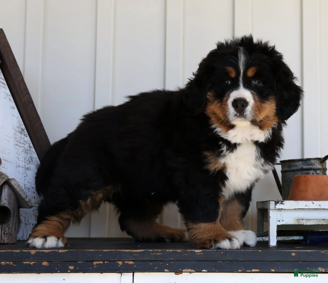 Bernese Mountain Dog dogs for sale: Charlie - Ad 2