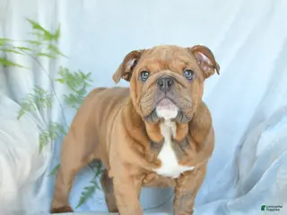 English Bulldog dogs for sale: Sweetheart - Ad 2