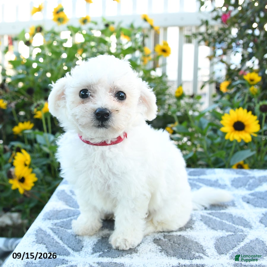 Bichon Frise dogs Scarlet - Ad 2