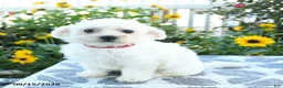 Bichon Frise dogs for sale: Scarlet - Ad 2