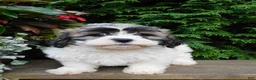 Teddy Bear dogs for sale: Iris - Ad 5