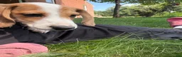 Miniature Dachshund dogs for sale: Sport - Ad 3