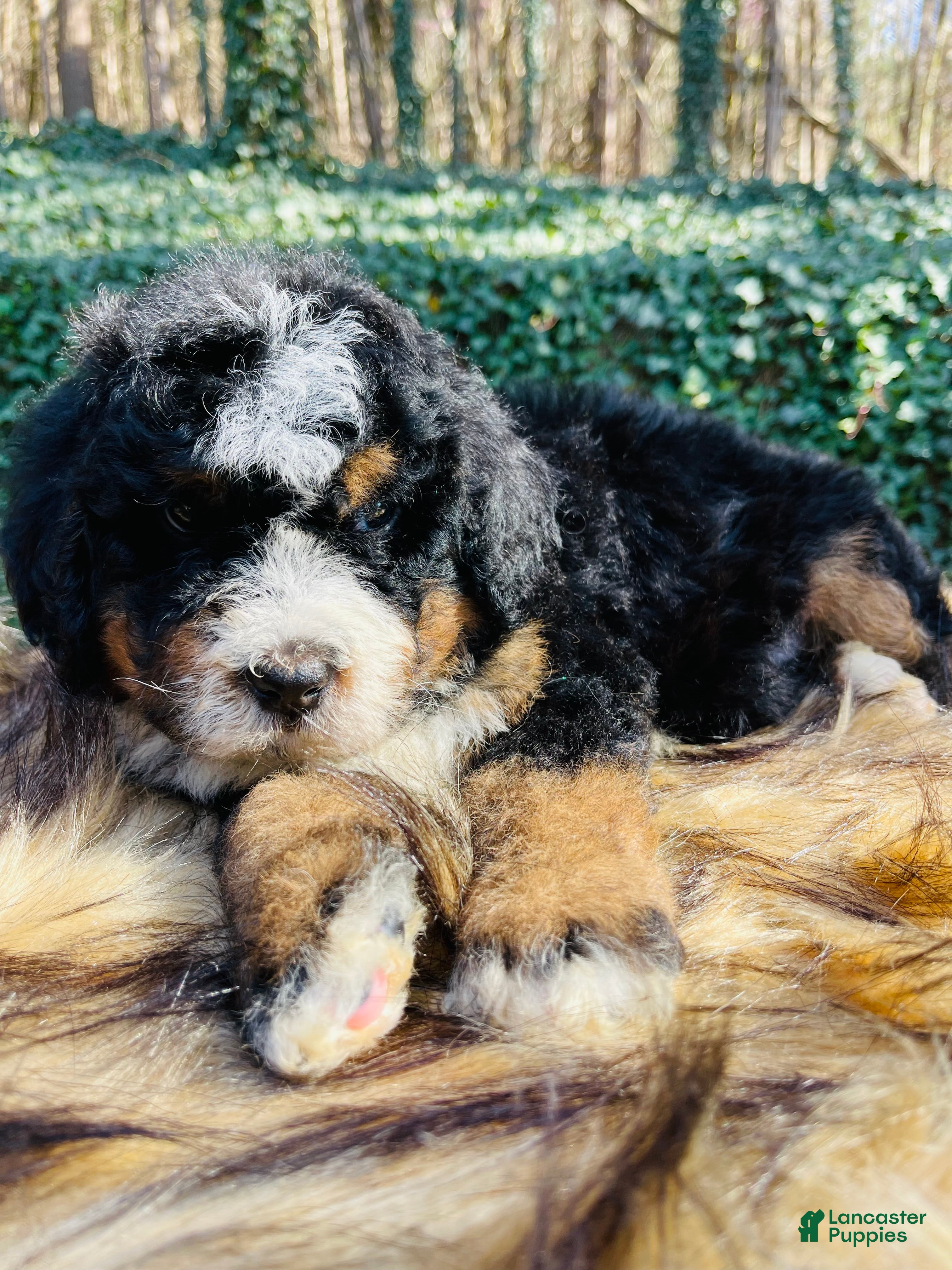 Bernedoodle dogs Bernedoodle male  “green collar” - Ad 19