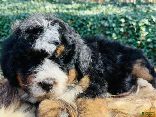 Bernedoodle dogs Bernedoodle male “green collar” - Ad 19