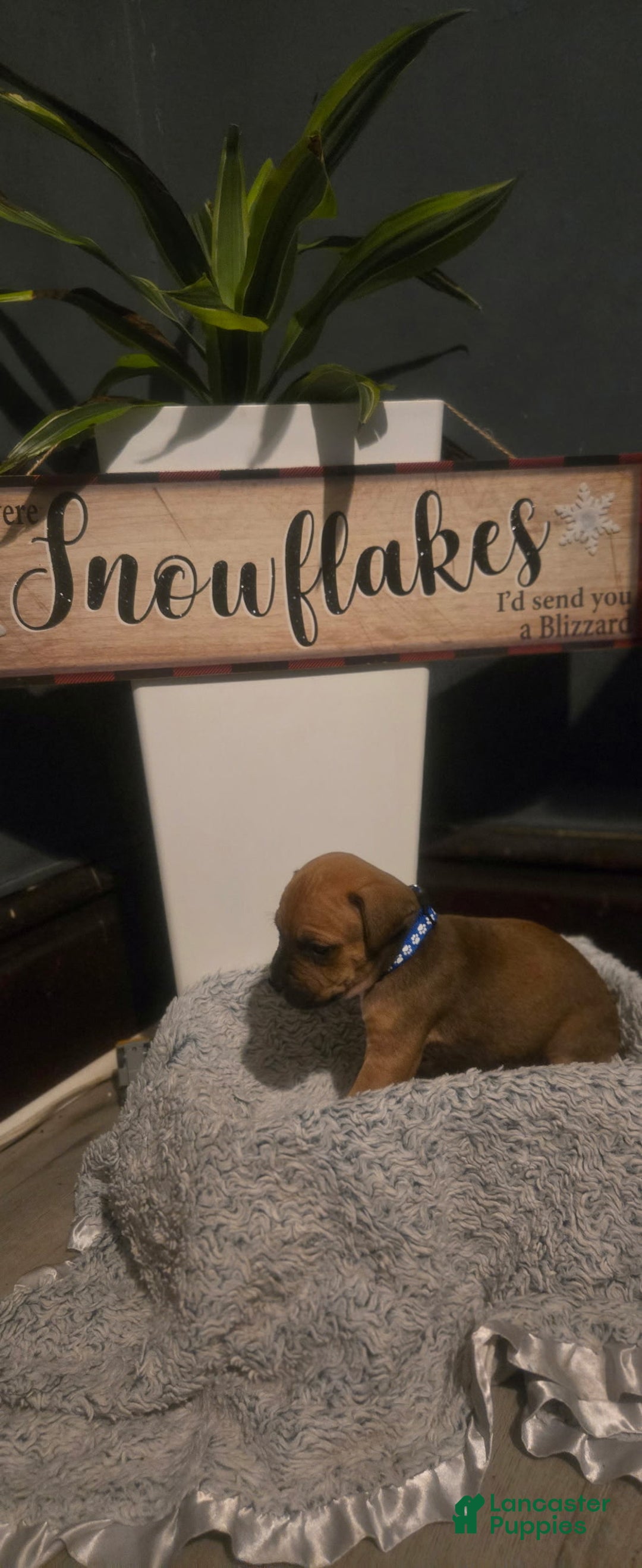 Cane Corso dogs for sale: Cane Corso Puppy 3 - Ad 1