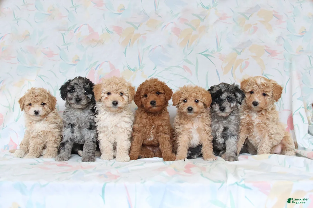 Miniature Poodle dogs for sale: Roy  - Ad 3