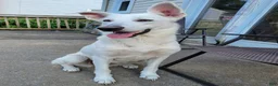 Mixed Breed dogs for sale: The group  - Ad 6