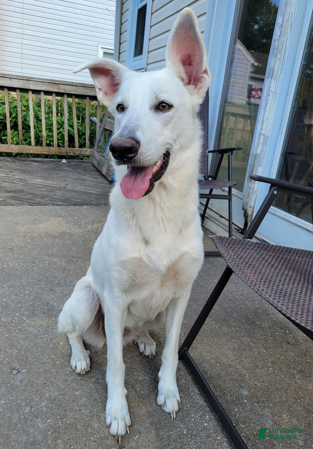 Mixed Breed dogs for sale: The group  - Ad 6