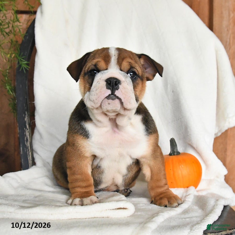 English Bulldog dogs Clea - Ad 1