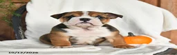 English Bulldog dogs for sale: Clea - Ad 1