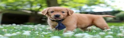 Golden Retriever dogs for sale: Vincent - Ad 6