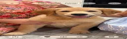 Golden Retriever dogs for sale: Golden Retriever 1 - Ad 1
