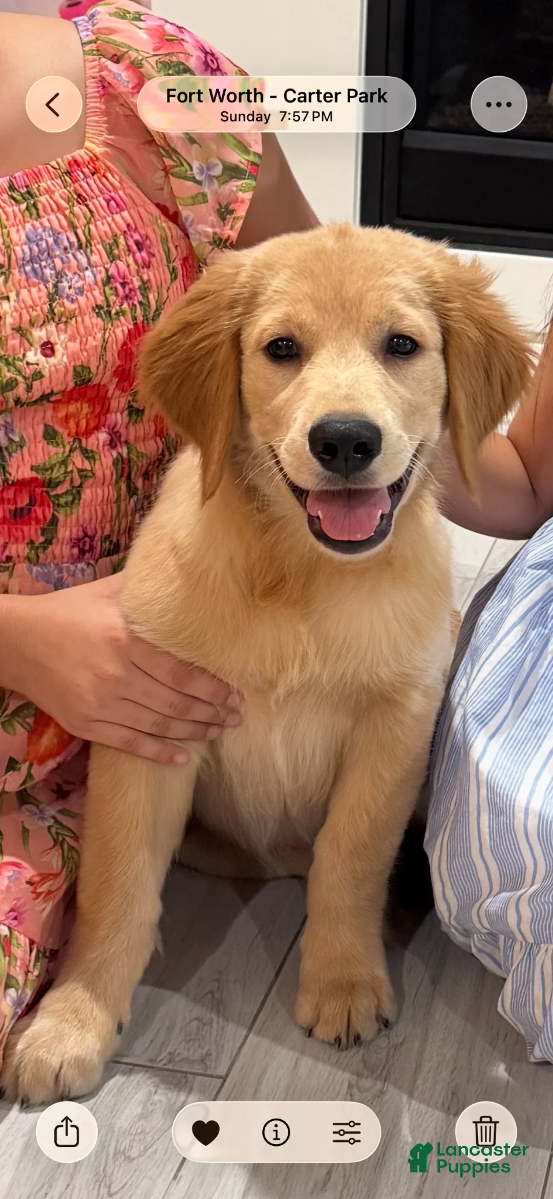 Golden Retriever dogs for sale: Golden Retriever 1 - Ad 1