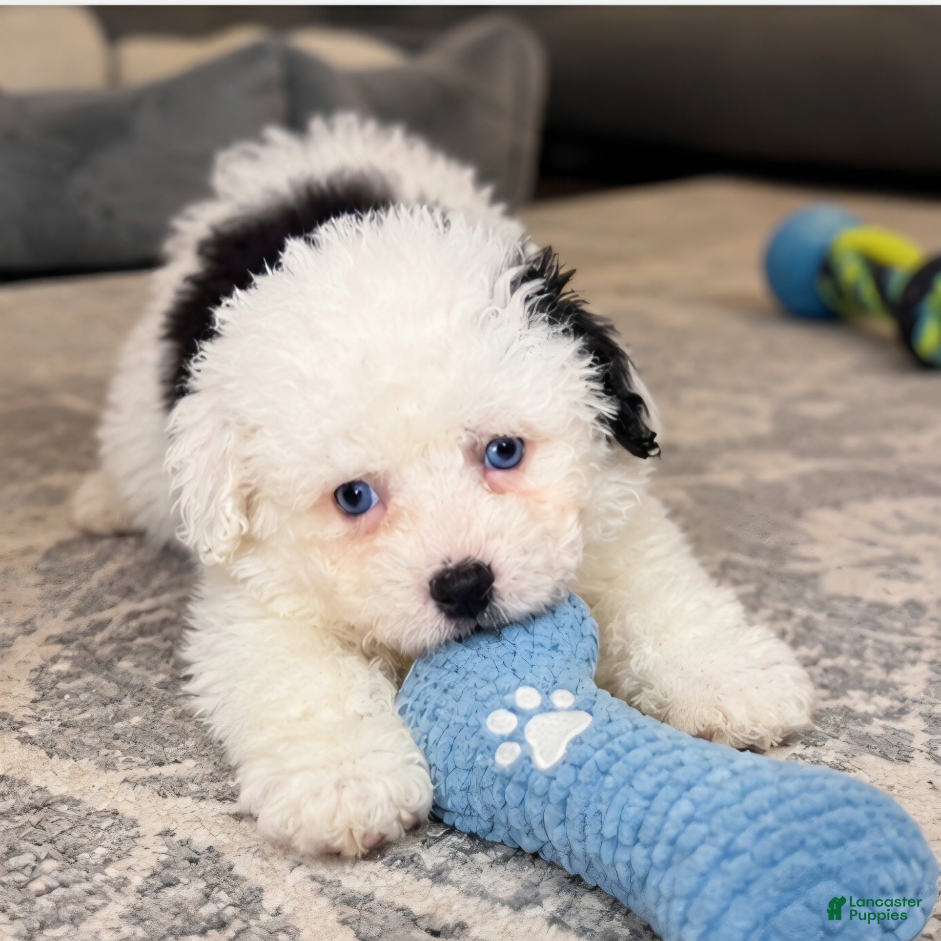 Shihpoo dogs Bo - Ad 1