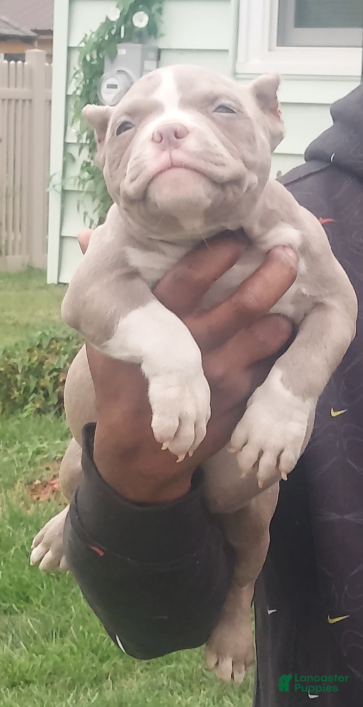 American Bully dogs American Bully Puppy 5 - Ad 3