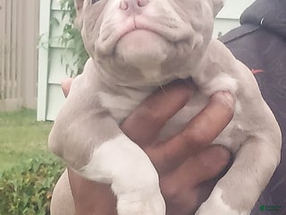 American Bully dogs American Bully Puppy 5 - Ad 3