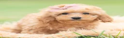 Maltipoo dogs for sale: Sunshine - Ad 4