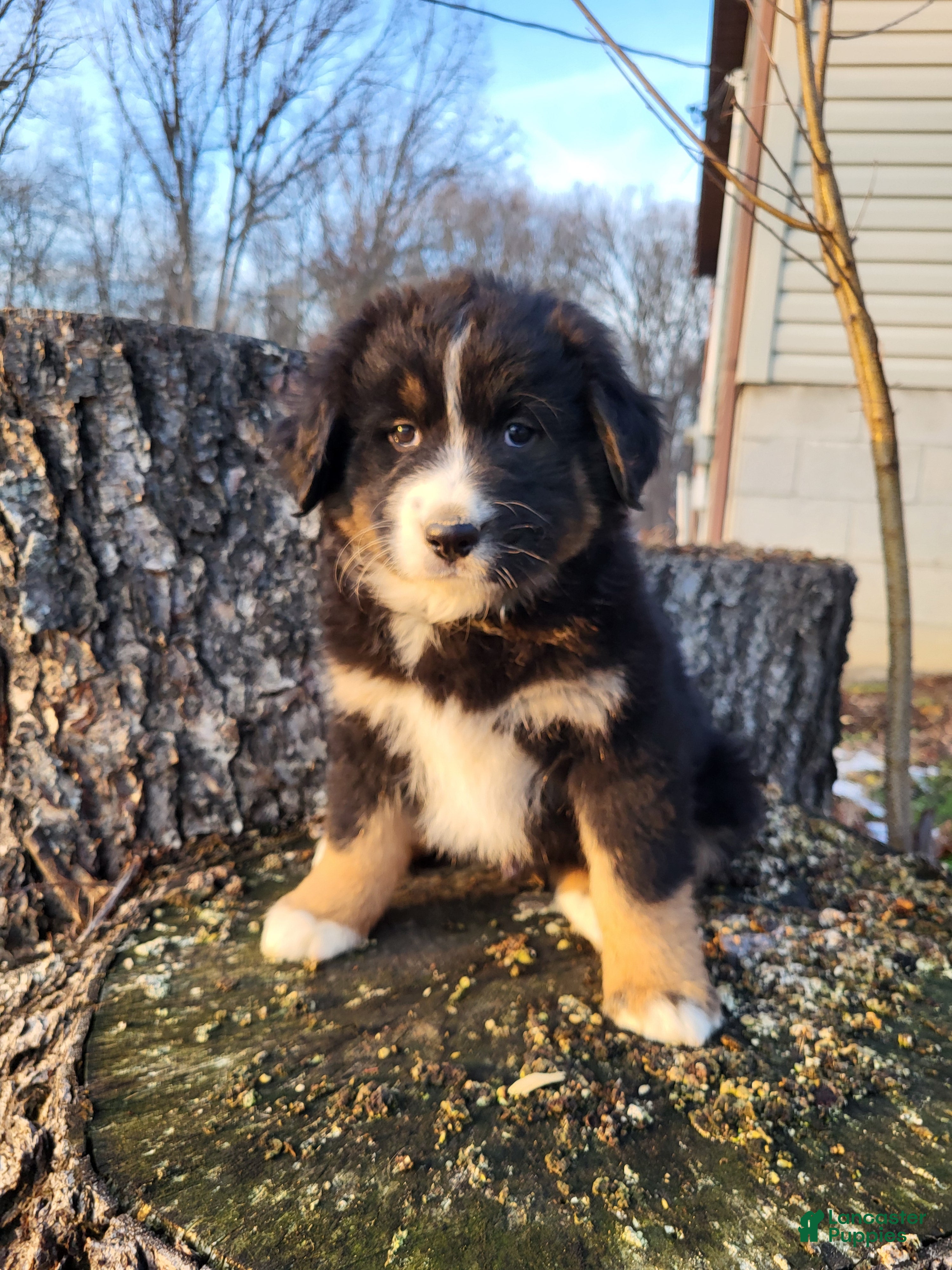 Mixed Breed dogs Brody - Ad 35