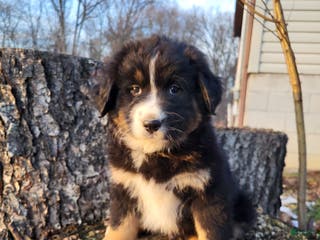 Mixed Breed dogs Brody - Ad 20