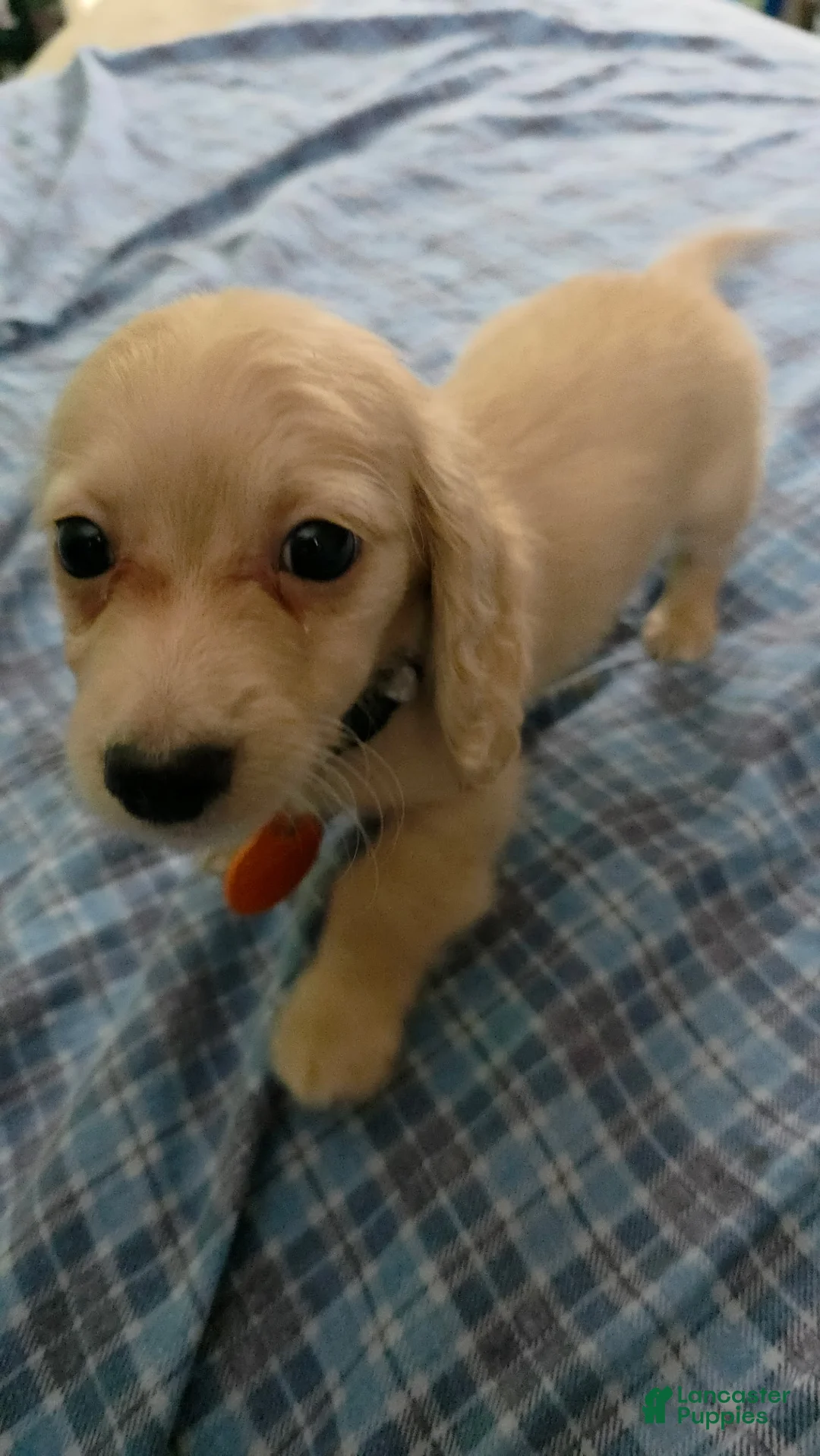 Miniature Dachshund dogs for sale: Luigi - Ad 2