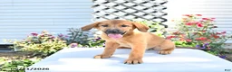 Golden Shepherd dogs for sale: Roxy - Ad 5