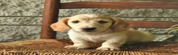 Miniature Dachshund dogs for sale: Kipper  - Ad 4
