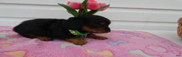 Miniature Dachshund dogs for sale: Miniature Dachshund Puppy 2 Dottie - Ad 2