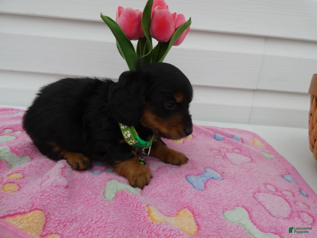 Miniature Dachshund dogs for sale: Miniature Dachshund Puppy 2 Dottie - Ad 2