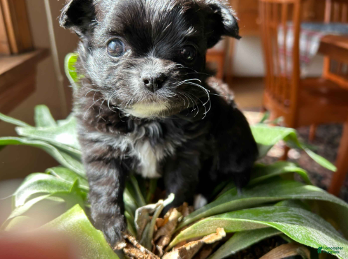 Chihuahua dogs Jazzy - Ad 1