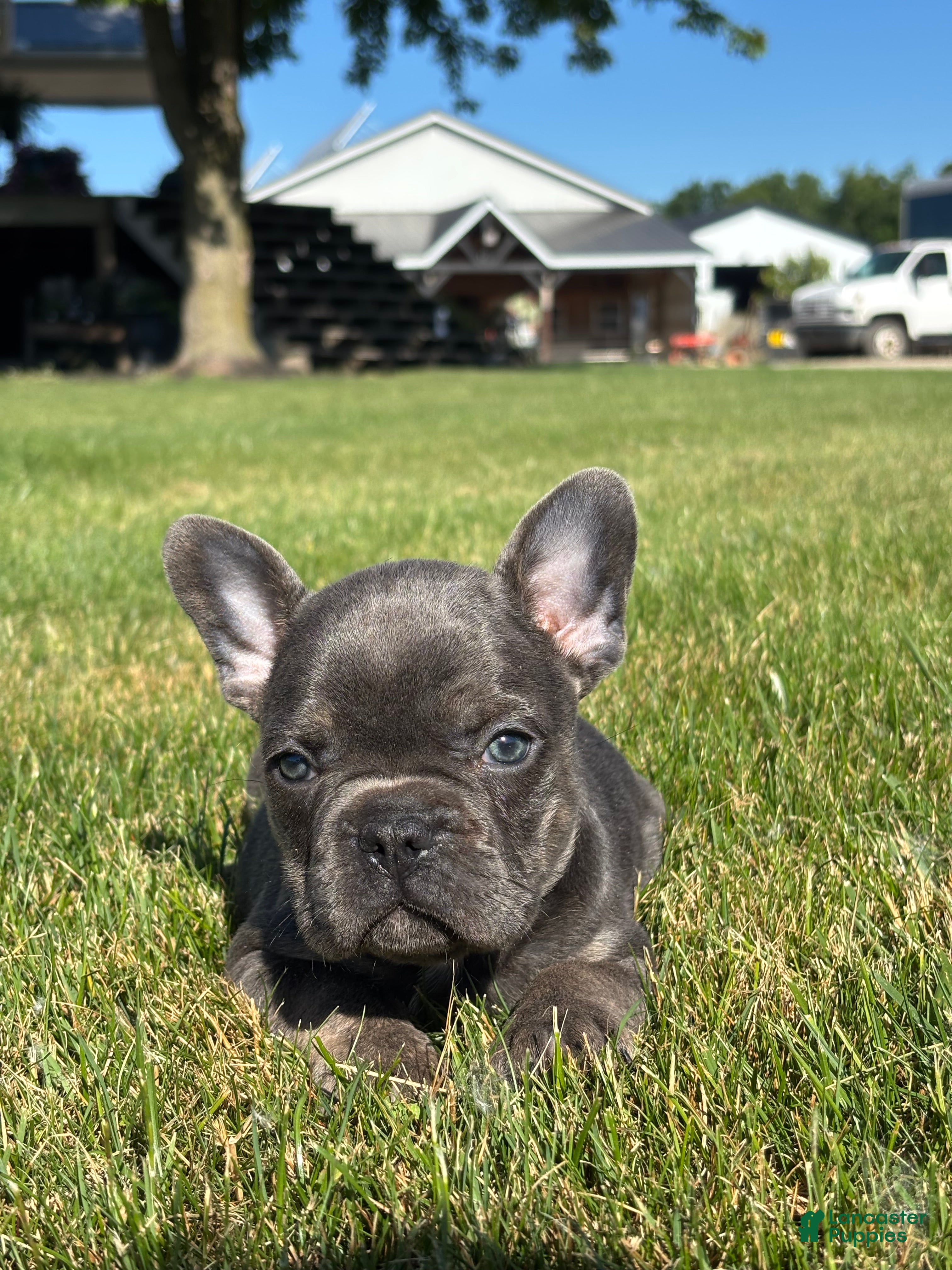 French Bulldog dogs for sale: Randy - Ad 1
