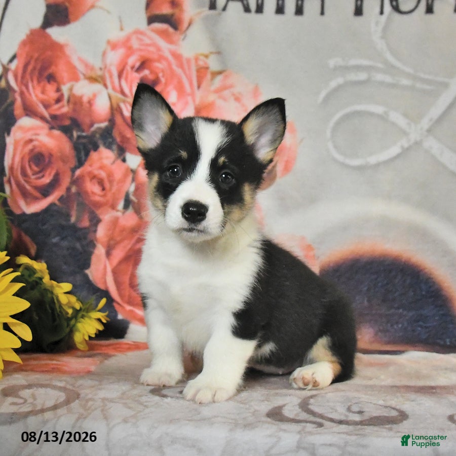 Welsh Corgi Pembroke dogs Lexi  - Ad 1