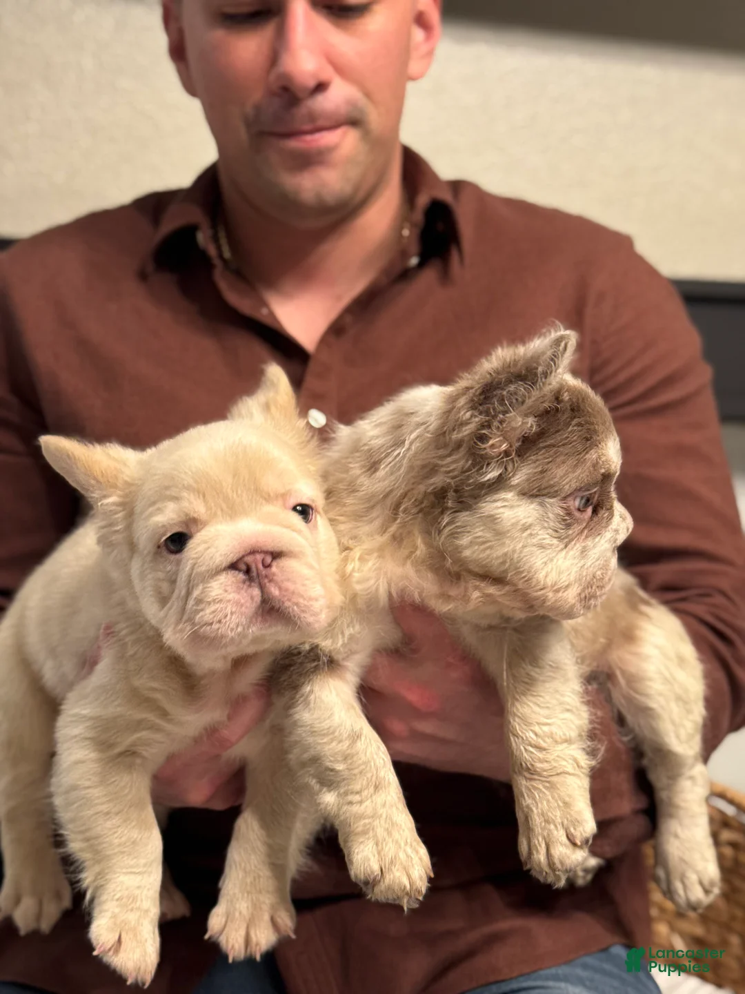 French Bulldog dogs for sale: Chanel - Ad 7