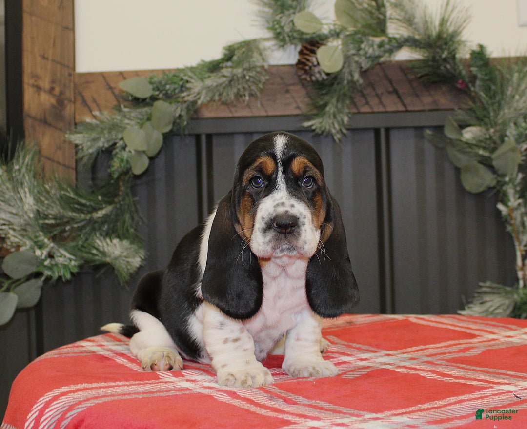 Basset Hound dogs for sale: Chloe - Ad 1