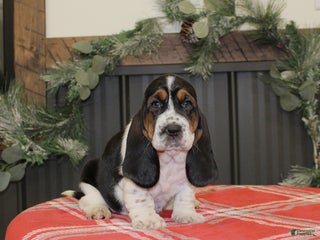 Basset Hound dogs for sale: Chloe - Ad 3