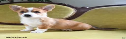 Welsh Corgi Pembroke dogs for sale: Carmen - Ad 8