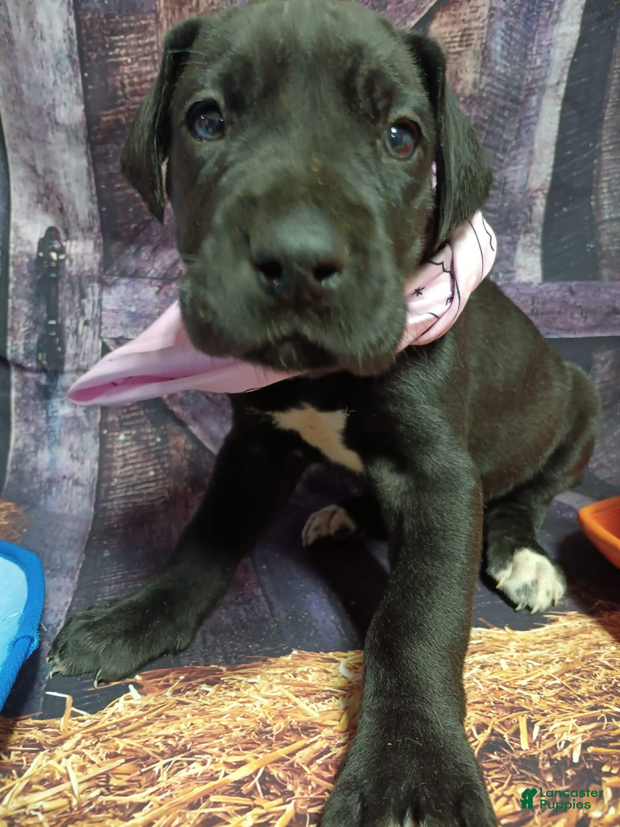 Great Dane dogs Gamora - Ad 30