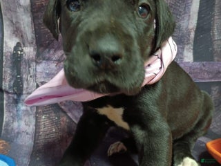 Great Dane dogs Gamora - Ad 30